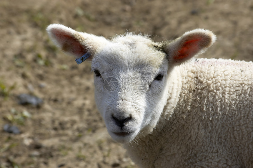 羔羊阳光家畜场地牧场农场羊毛农业羊肉生活柔软度图片
