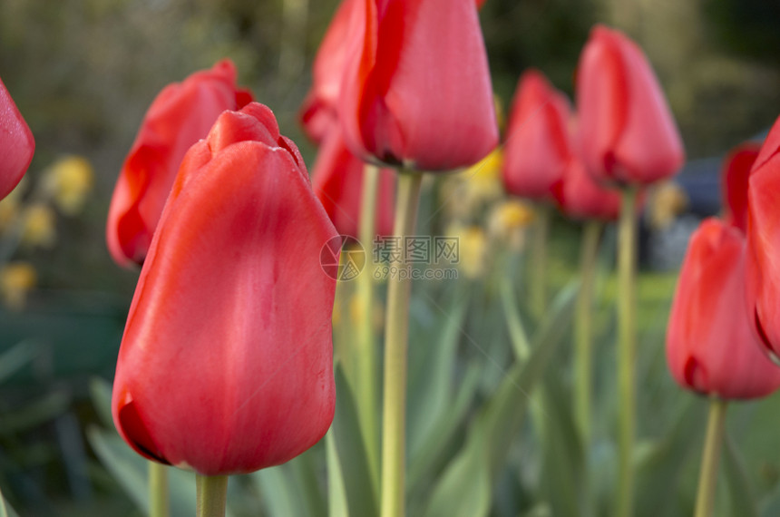 红色郁金香季节亮色花园花店图案花瓣花朵花卉菜园插花图片