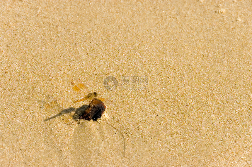 龙绘画居住飞行漏洞昆虫动物头发插图眼睛海滩图片