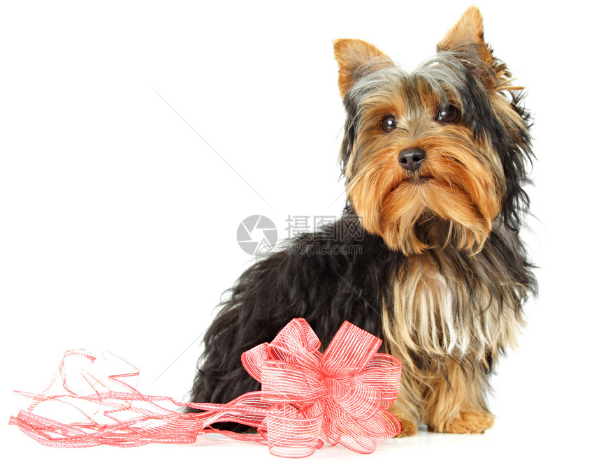 年青日郡犬类丝带红色装饰品猎犬小狗宠物图片
