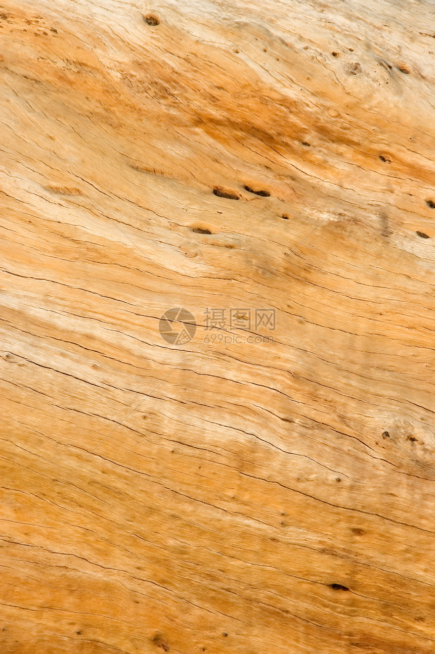 树树纹理木材森林硬木植物木头效果质感树干控制板家具图片