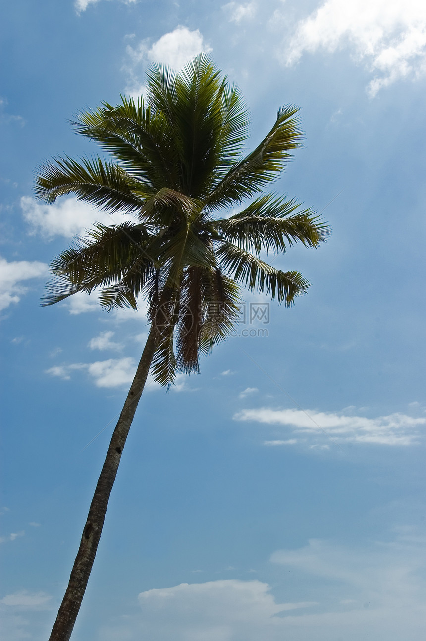 椰枣树蓝色旅行假期海滩气候太阳天空热带图片