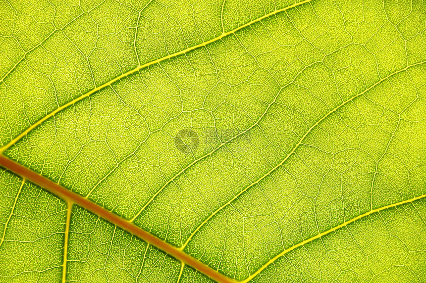 绿叶背景科学植物绿色材料树叶创造力生长图片