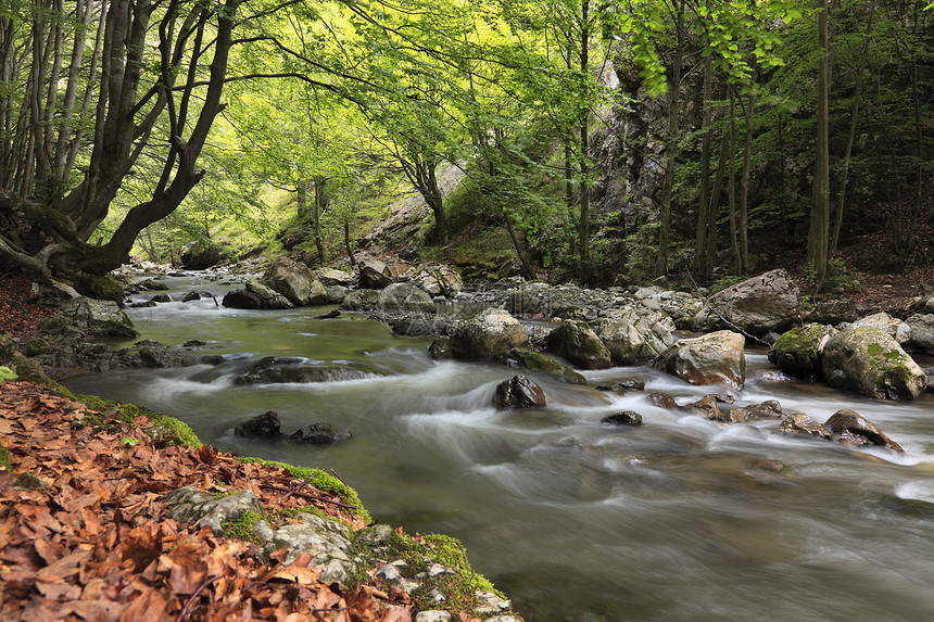 森林中的河流岩石溪流树干公园绿色悬崖树叶风景植物荒野图片