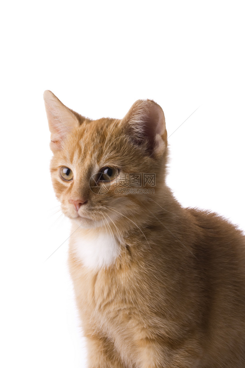 白色背景上的一只小猫的详细细节橙子手表红色动物猫科毛皮胡须冒充宏观猫咪图片