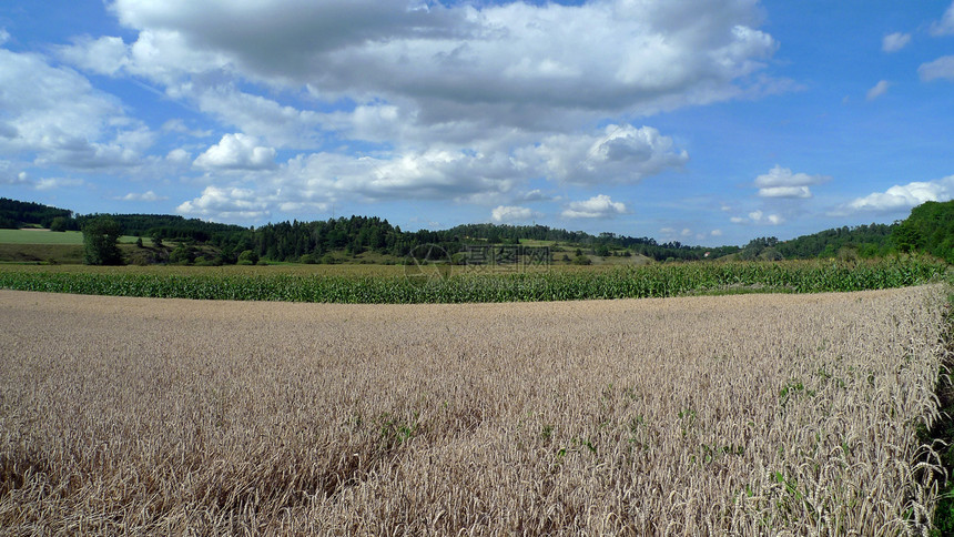 外地农作物天空场地景观绿色白色蓝色乡村玉米草药图片