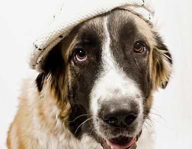 带帽子的狗狗宠物小狗斗牛犬照片哺乳动物动物背景图片