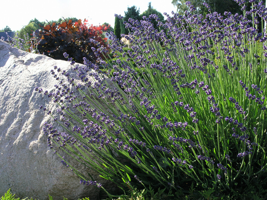 氯氟化物植物草药花园芳香英语香味植物园紫色气味香气图片