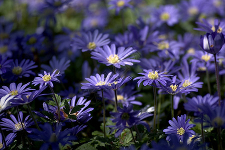 蓝花花背景图片