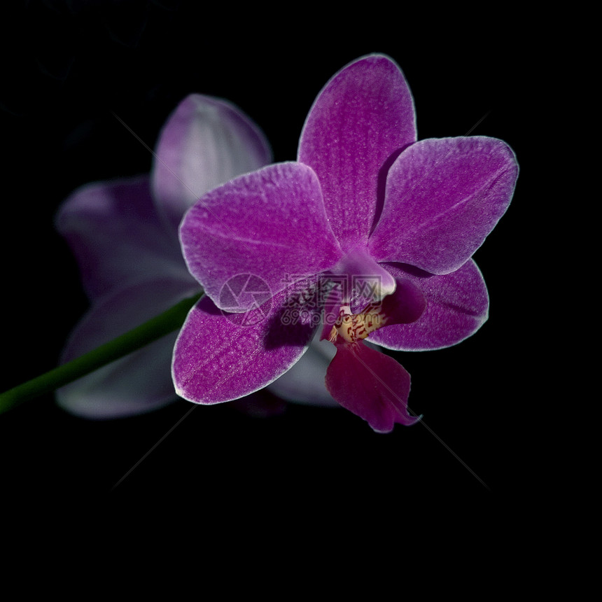 兰花镜头花瓶花园植物紫色季节花瓣花束粉色小枝图片