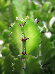 仙人掌生命力植物植物学绿色叶子沙漠背景图片