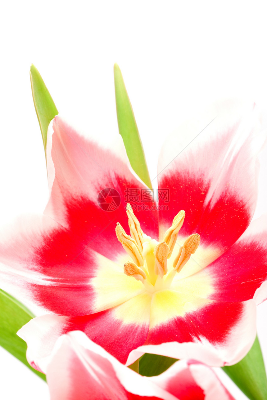 粉红色郁金花郁金香花园季节花束宏观植物学花瓣美丽叶子植物群图片