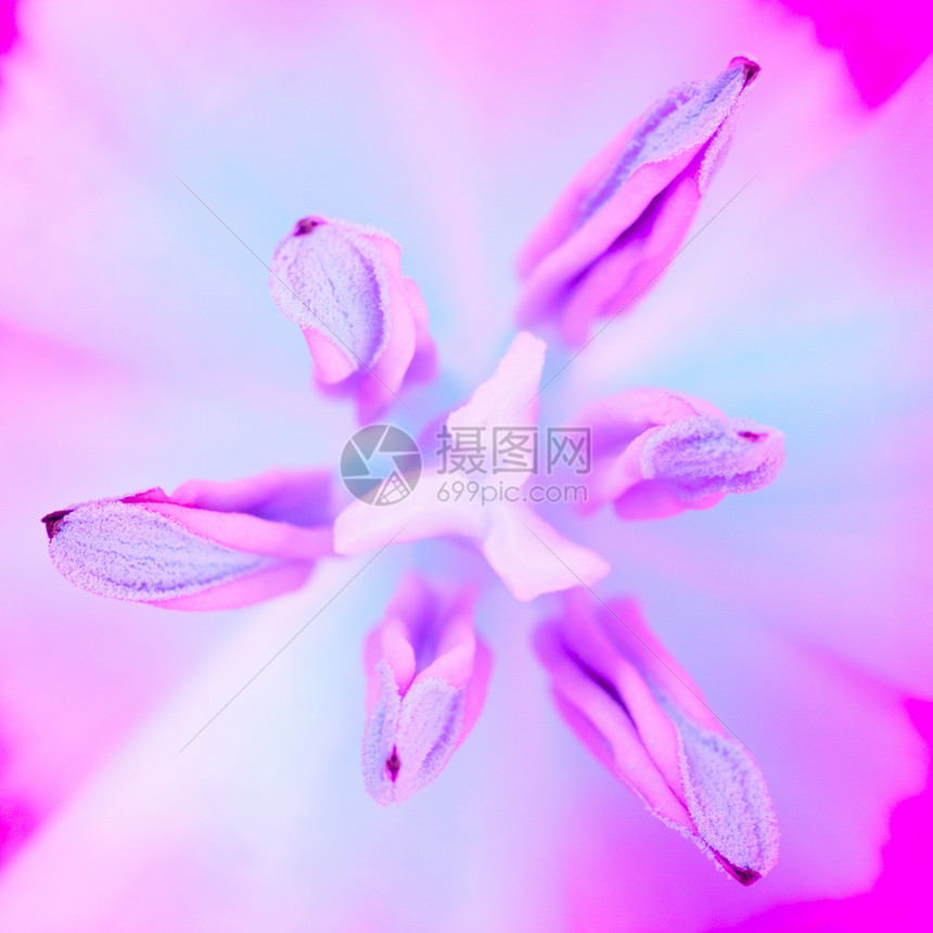 紫花朵宏观乡村蓝色叶子生长红色植物花园郁金香粉色图片