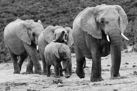 大象群獠牙荒野哺乳动物动物游乐园树干濒危照片野生动物灰色背景图片