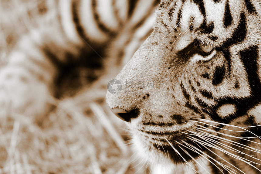 老虎狩猎水平危险游乐园图像颜色哺乳动物野猫牙齿野生动物图片