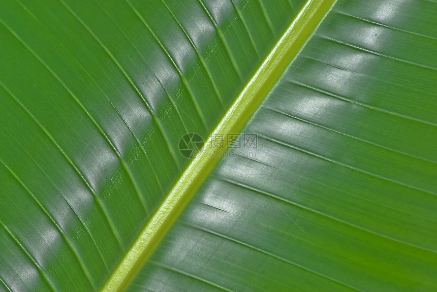 棕榈叶照片树叶自然热带绿色环境植被棕榈对角线图片