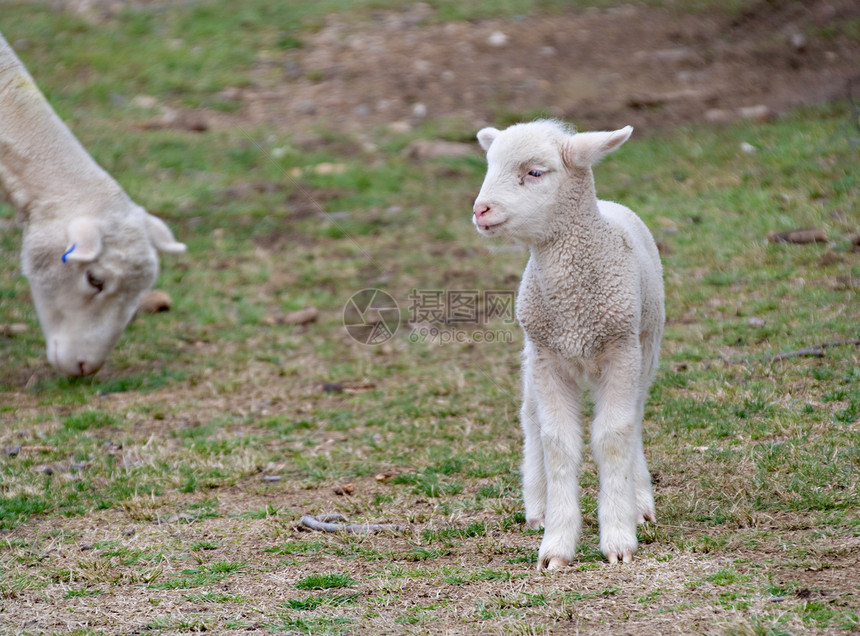 农场上的小羊羔国家家畜乡村动物婴儿农业图片