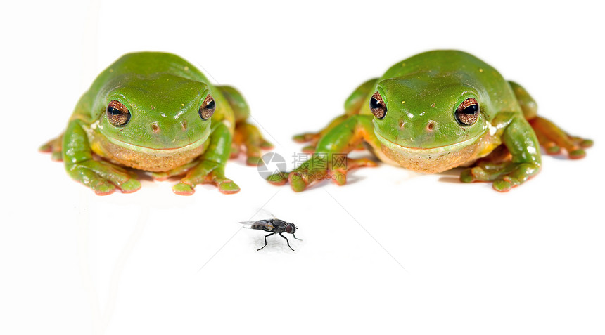 两只绿树青蛙和一只苍蝇图片