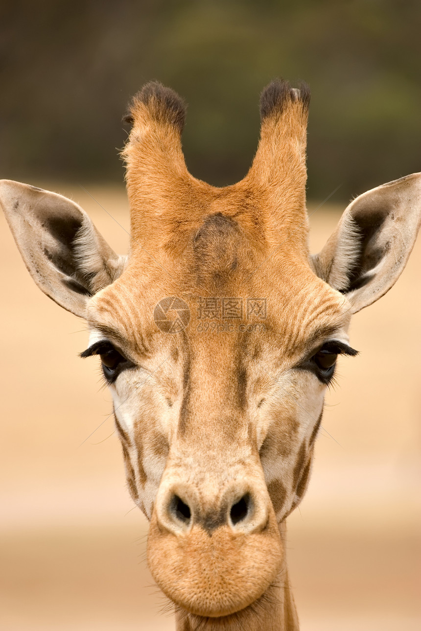 眼睛附近的长颈鹿特写 眼睛水平的长颈鹿特写图片