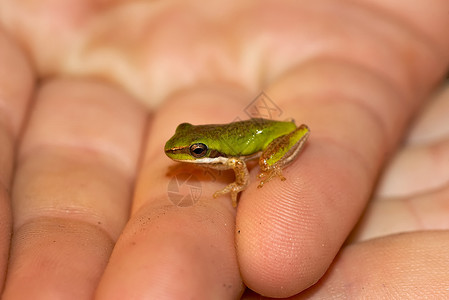 后叶偏差手指矮人青蛙树蛙绿色照片野生动物动物高清图片