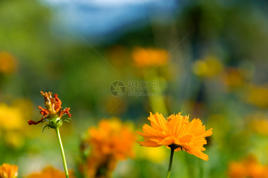 黄色花朵橙子叶子太阳红色花园宏观天空植物群植物花瓣图片