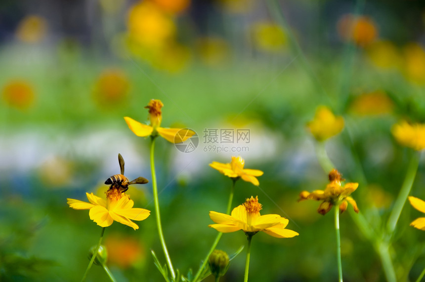 黄色花朵红色花园绿色宏观植物群花瓣太阳叶子植物橙子图片