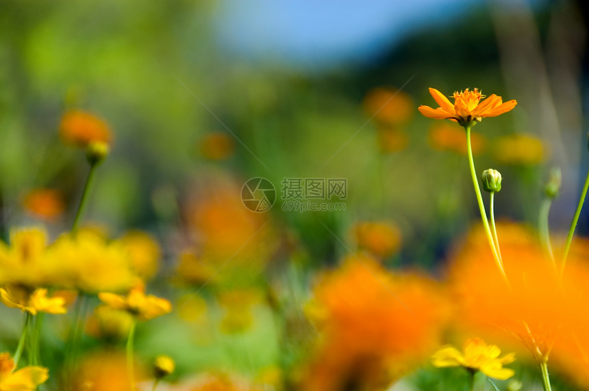 黄色花朵花瓣叶子宏观天空植物群绿色橙子红色植物太阳图片