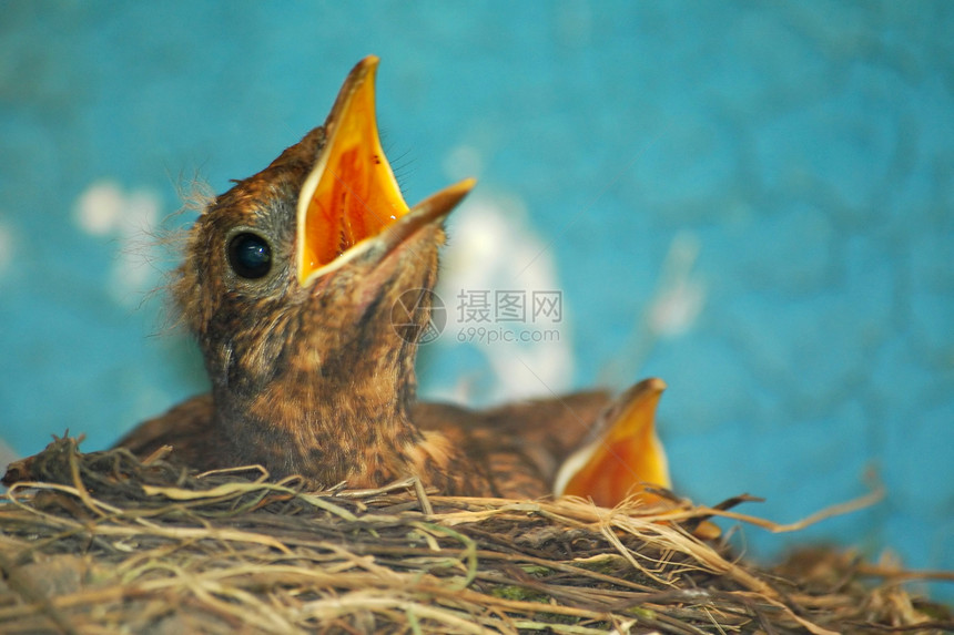 小小鸟黑鸟黄色眼睛蓝色橙子婴儿图片