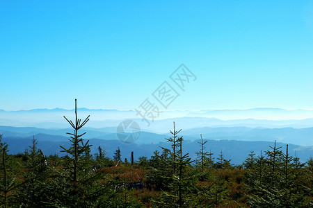 云层以上森林松树白色丘陵树木蓝色背景图片