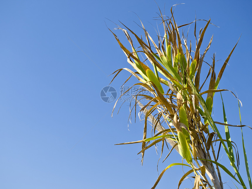 玉米角谷物叶子植物环境热带芦苇食物医学危机生态图片
