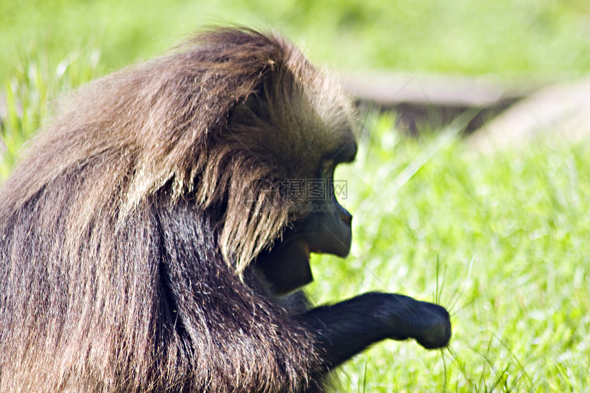 猴蓝色野生动物动物山魈生物头发动物园灵长类场地毛皮图片