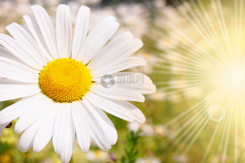 与鲜花和太阳洋甘菊光束草地横梁阳光乐趣绿色晴天日光风景图片