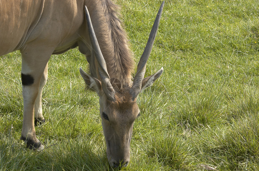 Eland 羚羊大草原绿色哺乳动物荒野公园家庭野生动物动物园图片