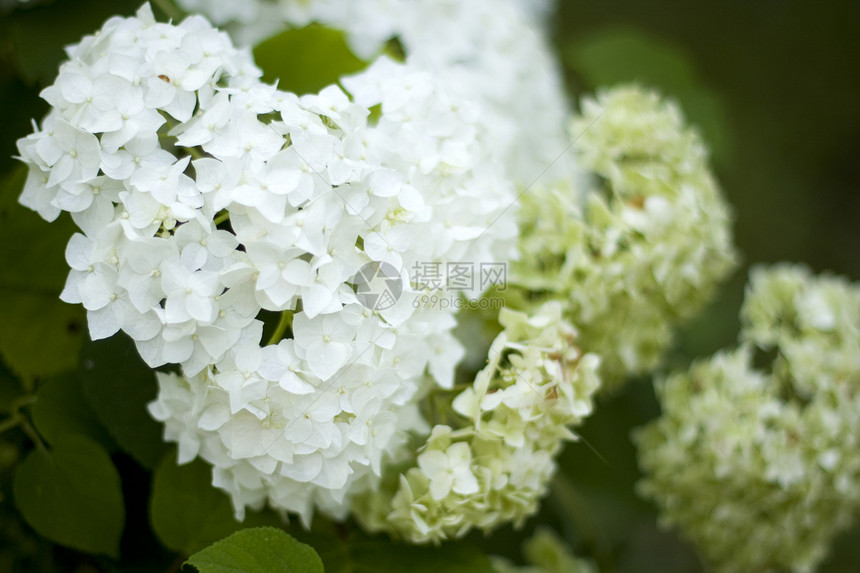 鲜花心植物群绿色植物白色图片