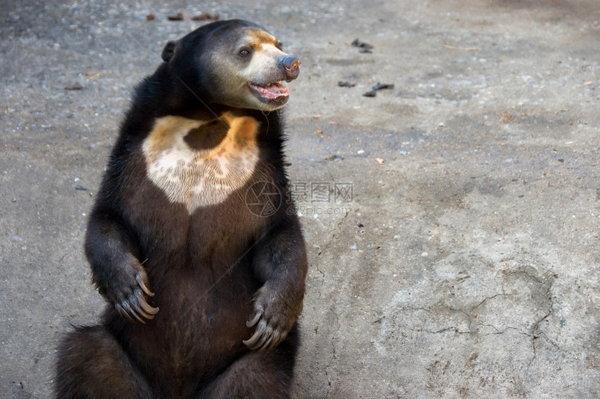 熊黑色毛皮动物园马来熊哺乳动物危险爪子棕色马来人图片