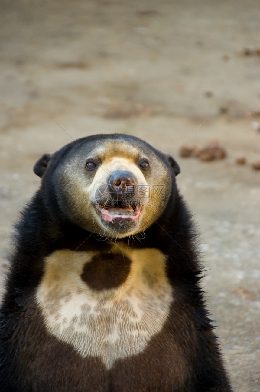 熊毛皮棕色哺乳动物动物园危险马来熊黑色爪子马来人图片