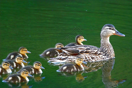 鸭子家庭鸟类小鸭子野生动物水禽母亲野鸭动物群婴儿高清图片