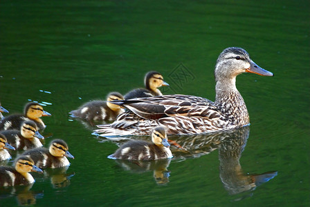 鸭子家庭婴儿野鸭母亲野生动物鸟类小鸭子动物群水禽高清图片