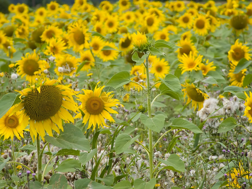 向日向耕作农场植物油黄色植物场地粮食花瓣农业图片