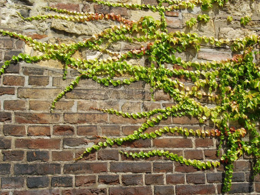 墙上的常春藤叶子建筑绿色生长房子树叶植物群园艺砖块花园图片