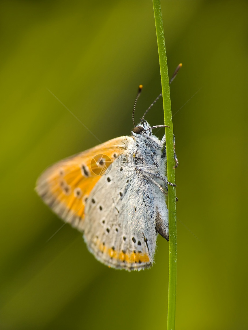 蝴蝶魅力自由翅膀绿色动物腹部野生动物鳞翅目毛虫树干图片