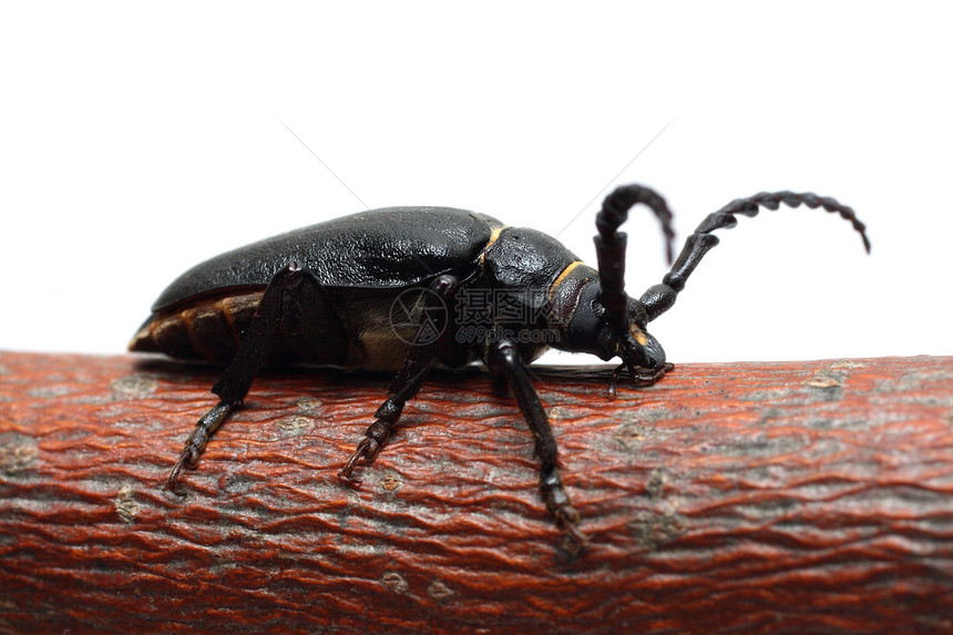 黑色大甲虫白色天线眼睛昆虫动物荒野鞘翅目图片