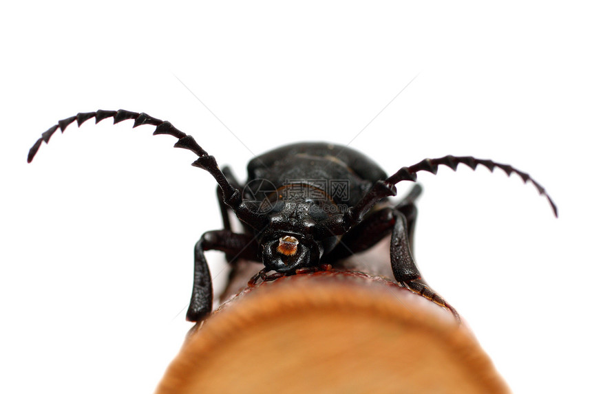 黑色大甲虫昆虫鞘翅目眼睛荒野天线白色动物图片