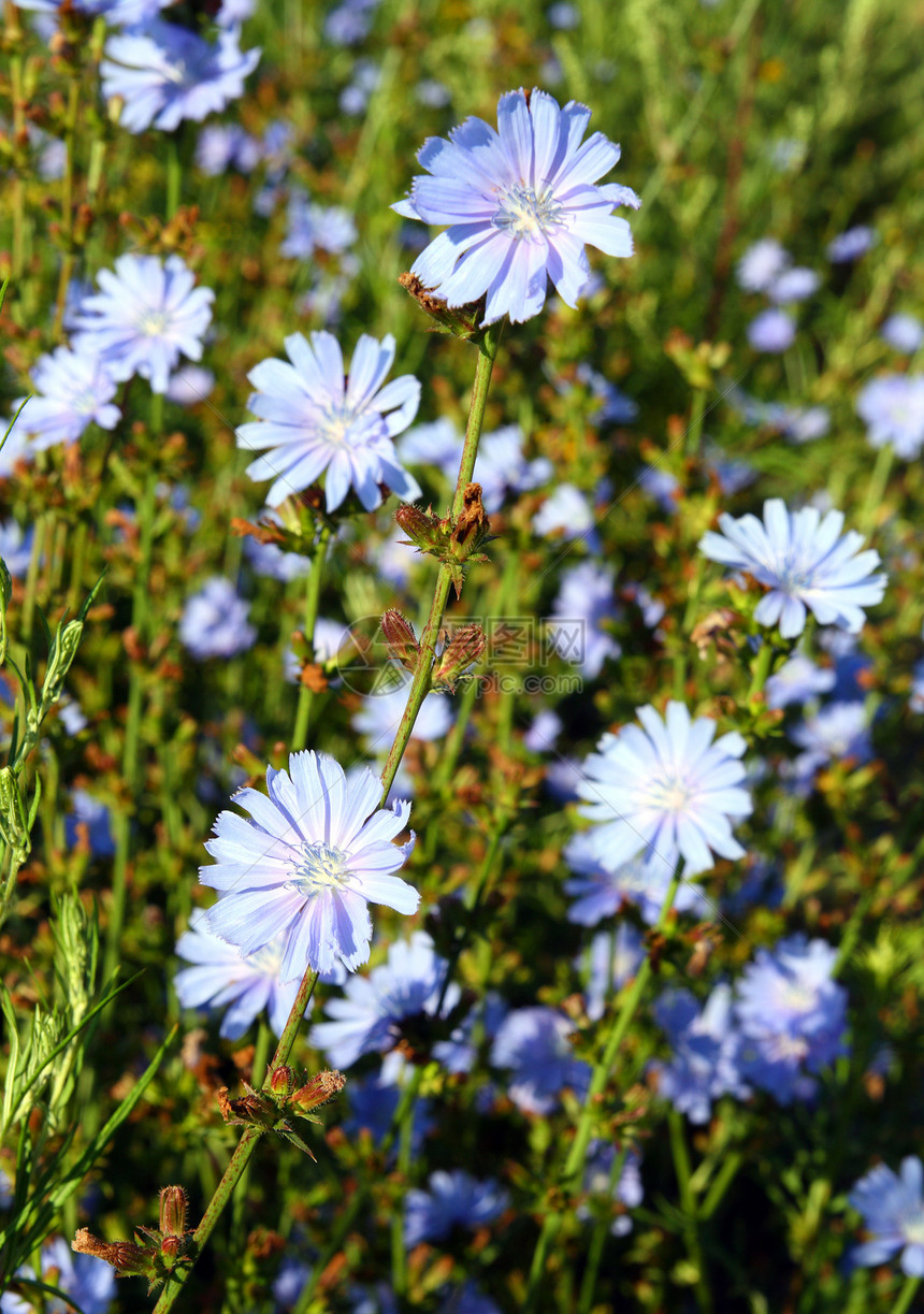 菊苣花花序植物花期生长园艺季节蓝色花瓣草地菊苣图片