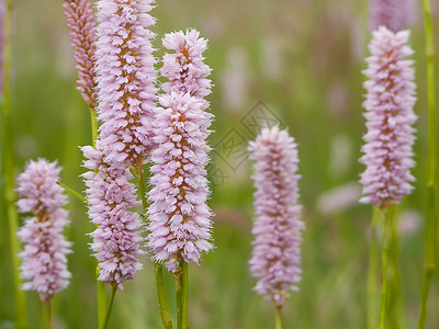 草地上的鲜花粉色白色荒野绿色背景图片