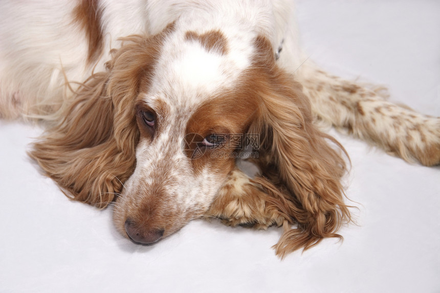 可卡犬宠物女性棕褐色沉思白色思维棕色动物小狗眼睛图片