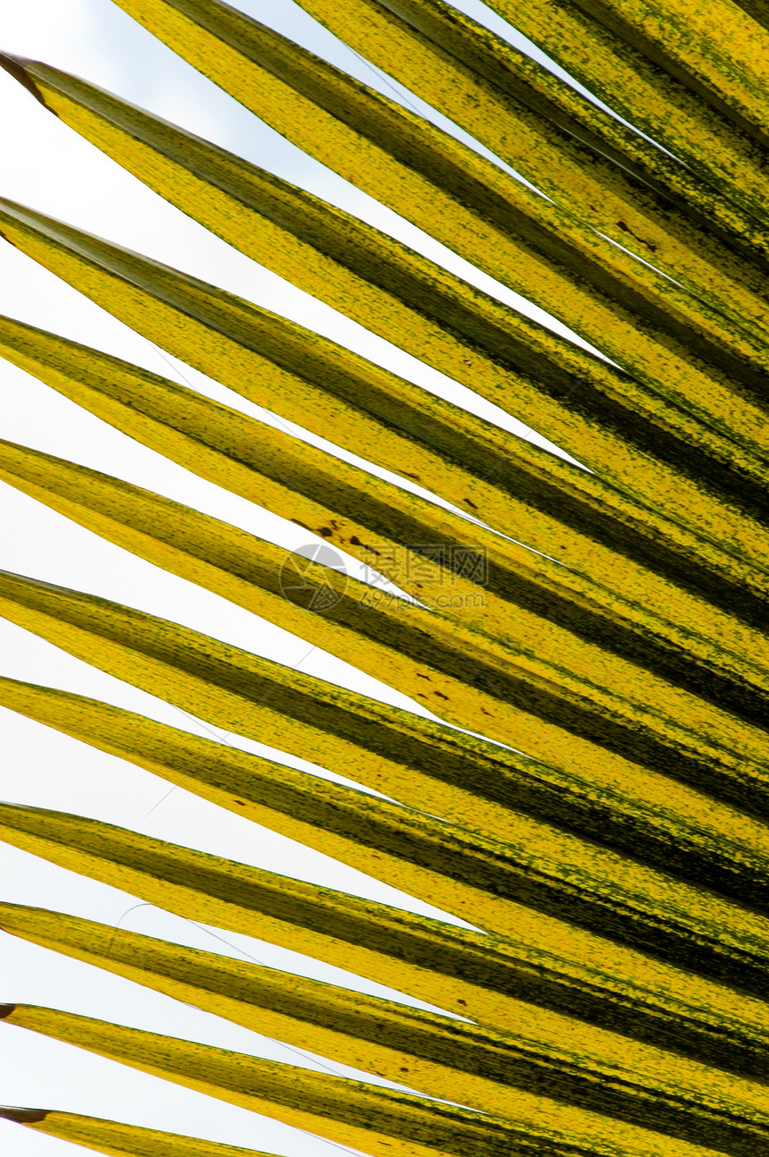 棕榈叶植物天空旅行植物群蓝色树木绿色天堂热带叶子图片