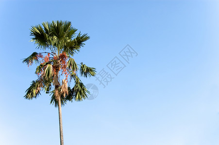 椰枣树蓝色的热带高清图片