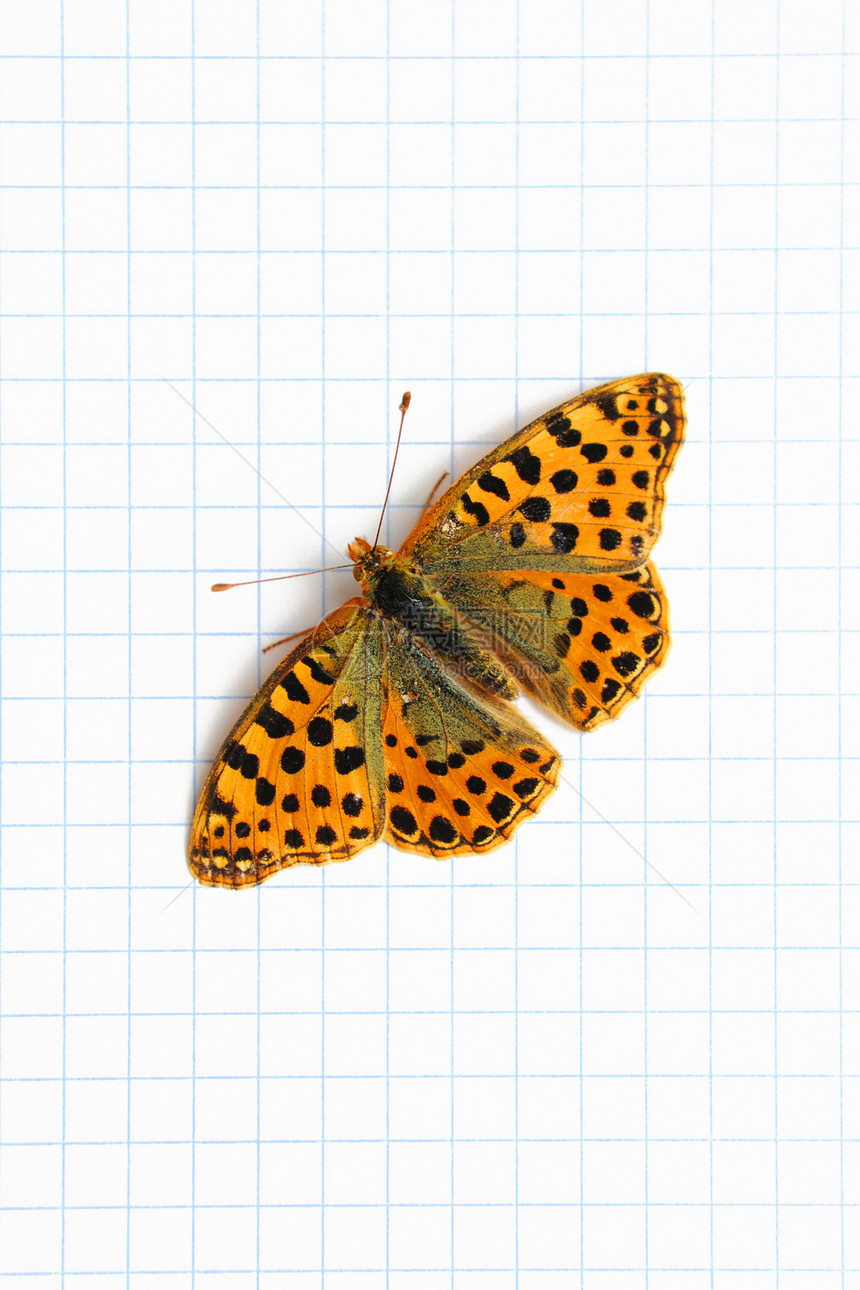 蝴蝶教育工作簿昆虫橙子白色正方形风格装饰检查意义图片