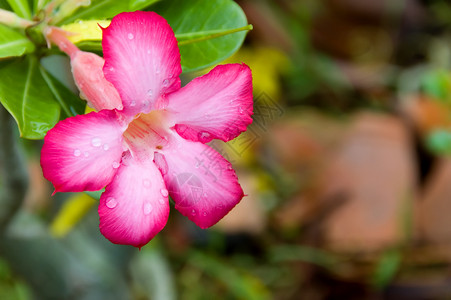 粉红小花植物群宏观花粉绿色花瓣黄色花朵树叶植物花园背景图片